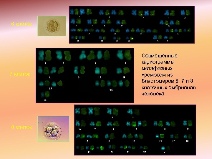 6 клеток 7 клеток 8 клеток Совмещенные кариограммы метафазных хромосом из бластомеров 6, 7