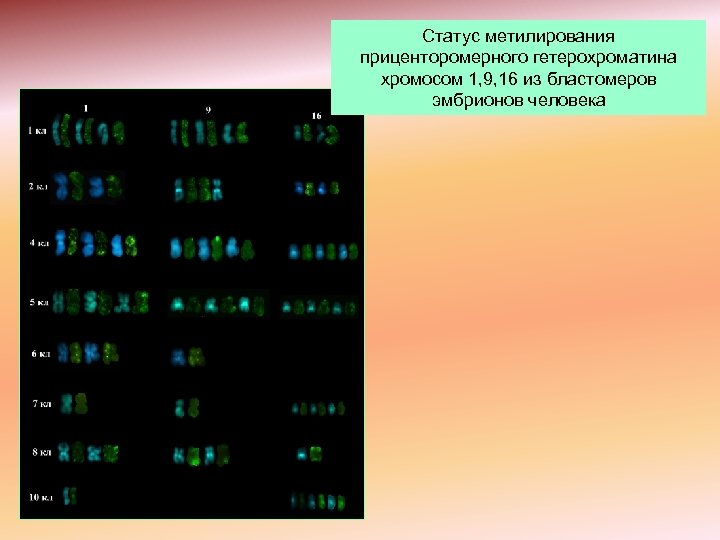 Статус метилирования приценторомерного гетерохроматина хромосом 1, 9, 16 из бластомеров эмбрионов человека 