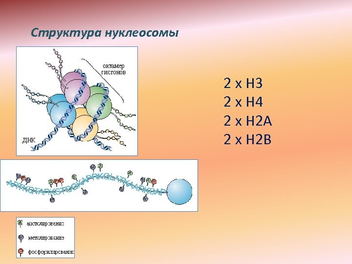 Структура нуклеосомы 2 х Н 3 2 х Н 4 2 х Н 2