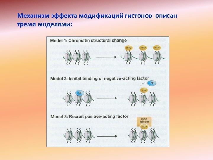 Механизм эффекта модификаций гистонов описан тремя моделями: 