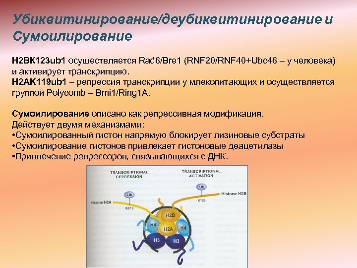 Убиквитинирование/деубиквитинирование и Сумоилирование Н 2 ВК 123 ub 1 осуществляется Rad 6/Bre 1 (RNF