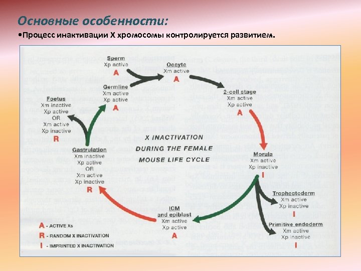 Основные особенности: • Процесс инактивации Х хромосомы контролируется развитием. 