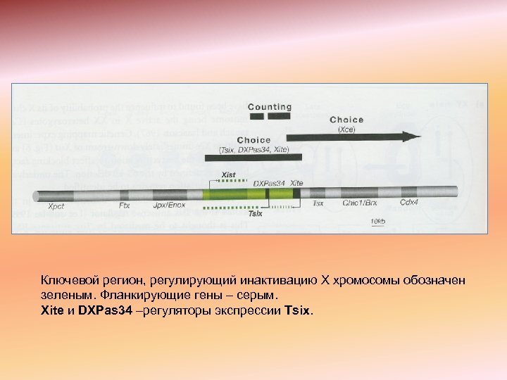 Ключевой регион, регулирующий инактивацию Х хромосомы обозначен зеленым. Фланкирующие гены – серым. Xite и