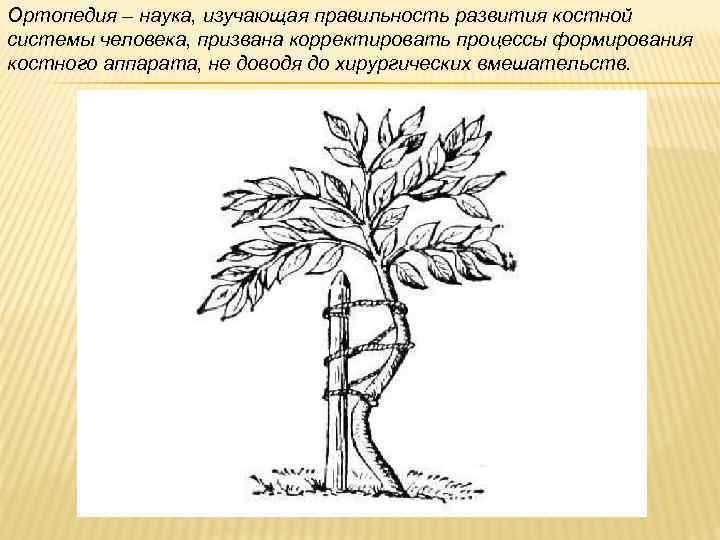 Ортопедия – наука, изучающая правильность развития костной системы человека, призвана корректировать процессы формирования костного