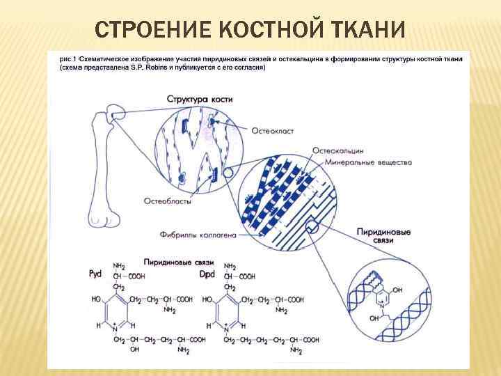 СТРОЕНИЕ КОСТНОЙ ТКАНИ 