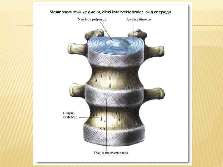Межпозвонковые диски. Межпозвоночный диск анатомия. Состав межпозвоночного диска. Межпозвоночные хрящевые диски.