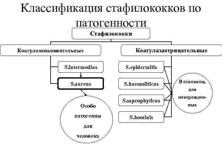 Классификация стафилококков по патогенности Стафилококки Коагулазаотрицательные Коагулазоположительные S. intermedius S. epidermitis S. aureus S.