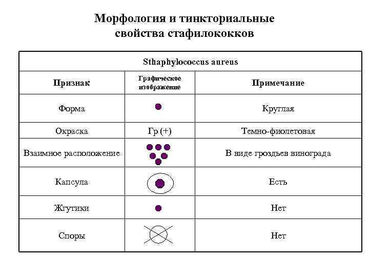 Морфология и тинкториальные свойства стафилококков Sthaphylococcus aureus Признак Графическое изображение Форма Окраска Примечание Круглая