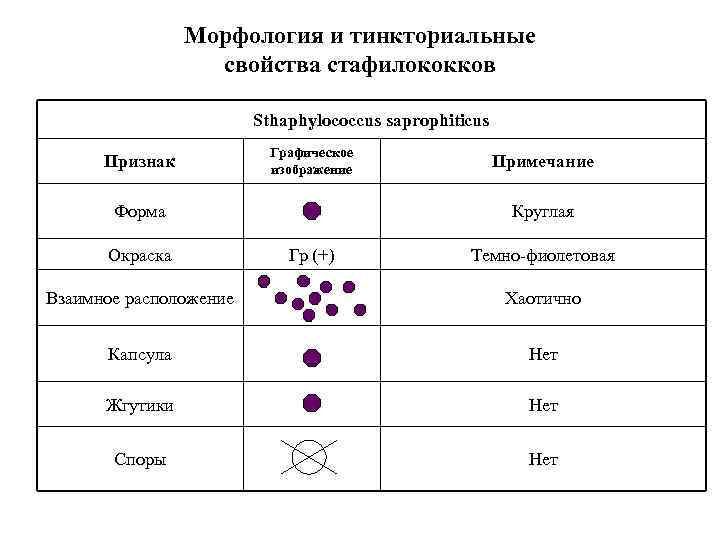 Морфология и тинкториальные свойства стафилококков Sthaphylococcus saprophiticus Признак Графическое изображение Форма Окраска Примечание Круглая