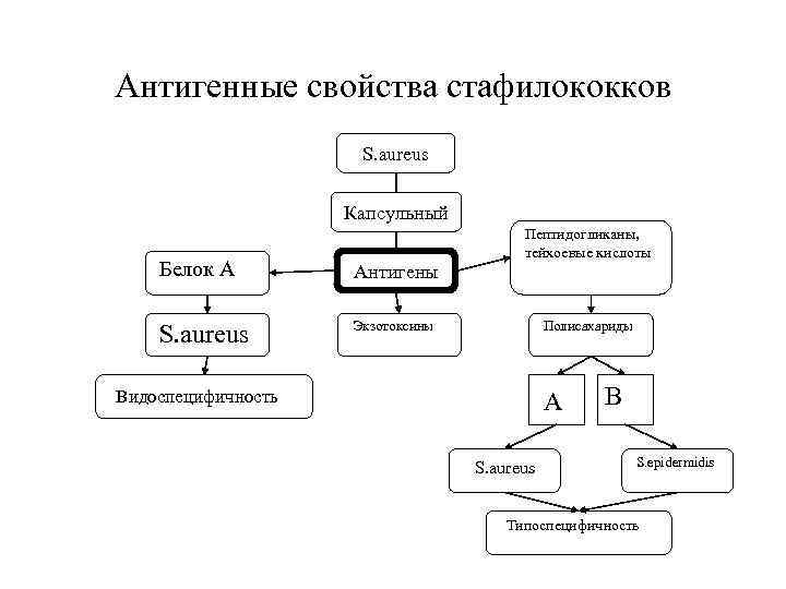 Антигенные свойства стафилококков S. aureus Капсульный Белок А Антигены S. aureus Пептидогликаны, тейхоевые кислоты