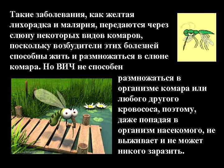 Такие заболевания, как желтая лихорадка и малярия, передаются через слюну некоторых видов комаров, поскольку
