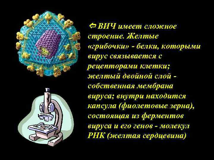  ВИЧ имеет сложное строение. Желтые «грибочки» - белки, которыми вирус связывается с рецепторами