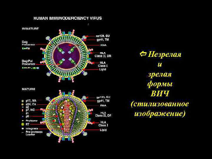 Формы спида. Вирус СПИДА. Вирус иммунодефицита. Строение вируса СПИДА. Как выглядит вирус ВИЧ.