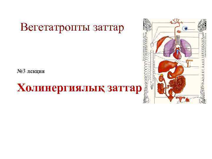 Вегетатропты заттар № 3 лекция Холинергиялық заттар 