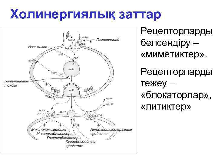 Холинергиялық заттар Рецепторларды белсендіру – «миметиктер» . Рецепторларды тежеу – «блокаторлар» , «литиктер» 