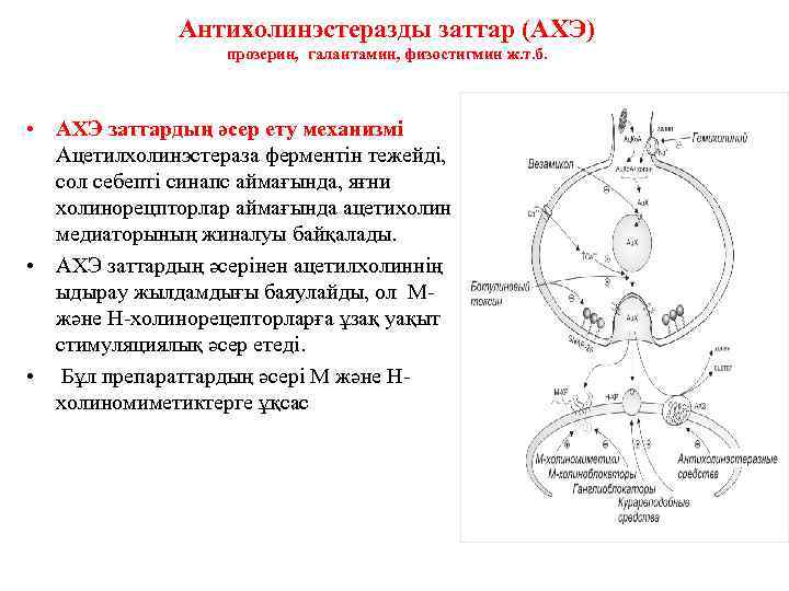 Антихолинэстеразды заттар (АХЭ) прозерин, галантамин, физостигмин ж. т. б. • АХЭ заттардың әсер ету