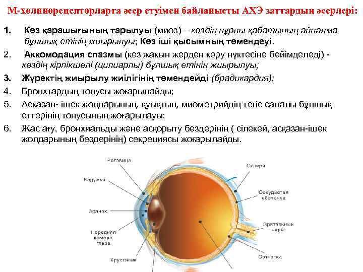М-холинорецепторларға әсер етуімен байланысты АХЭ заттардың әсерлері: 1. 2. 3. 4. 5. 6. Көз