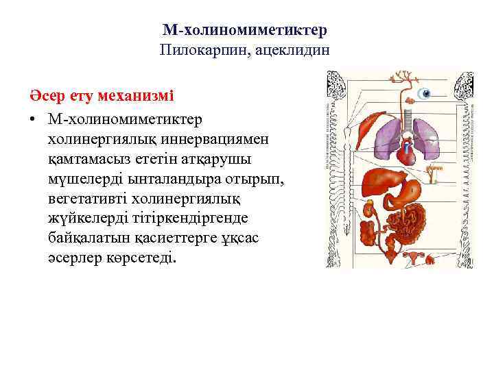 Холинергиялық синапстың құрылысы мен қызметі арасындағы байланыс презентация