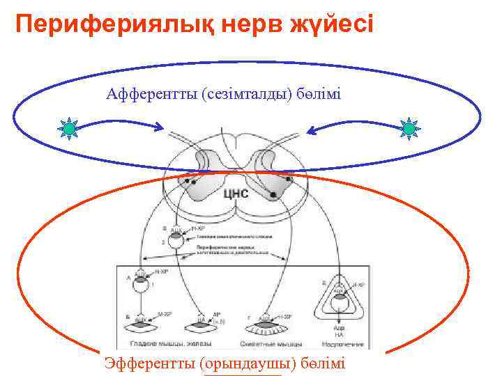 Перифериялық нерв жүйесі Афферентты (сезімталды) бөлімі Эфферентты (орындаушы) бөлімі 