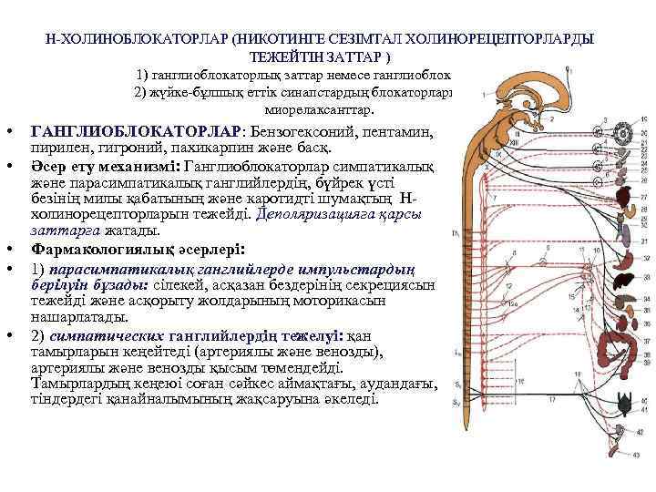 Н-ХОЛИНОБЛОКАТОРЛАР (НИКОТИНГЕ СЕЗІМТАЛ ХОЛИНОРЕЦЕПТОРЛАРДЫ ТЕЖЕЙТІН ЗАТТАР ) 1) ганглиоблокаторлық заттар немесе ганглиоблокаторлар; 2) жүйке-бұлшық