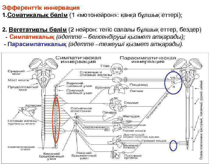 Эфференттiк иннервация 1. Соматикалық бөлім (1 «мотонейрон» : қанқа бұлшық еттері); 2. Вегетативты бөлім