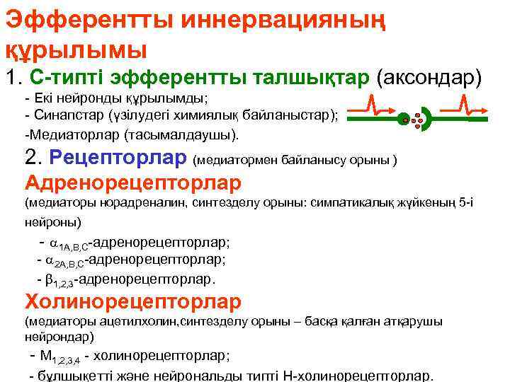 Эфферентты иннервацияның құрылымы 1. С-типті эфферентты талшықтар (аксондар) - Екі нейронды құрылымды; - Синапстар
