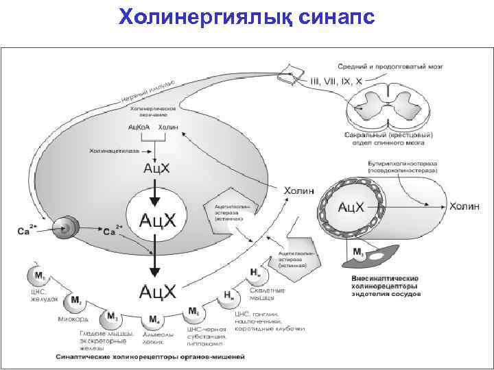 Холинергиялық синапс 