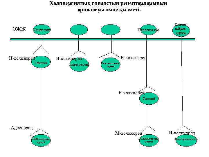 Холинергиялық синапстың құрылысы мен қызметі арасындағы байланыс презентация