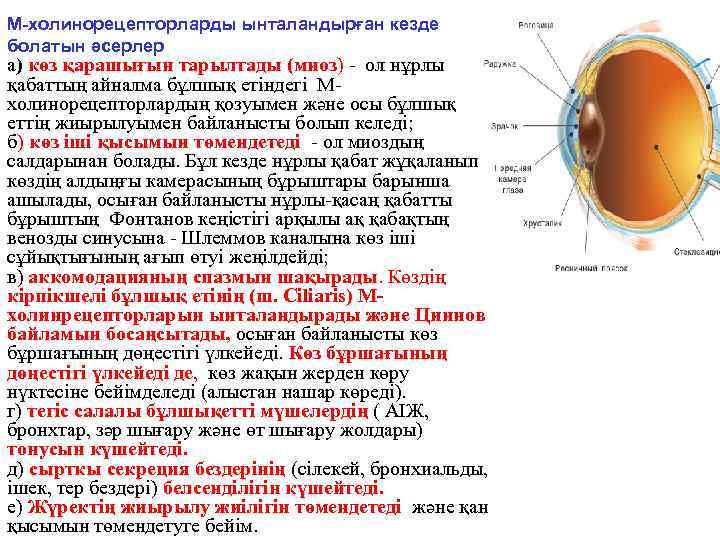 М-холинорецепторларды ынталандырған кезде болатын әсерлер а) көз қарашығын тарылтады (миоз) - ол нұрлы қабаттың