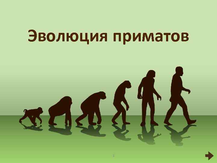 Начальные этапы эволюции. Таблица Эволюция человека, Эволюция приматов 9 класс. Этапы эволюции приматов. Эволюция приматов и человека. Этапы эволюции обезьяны.