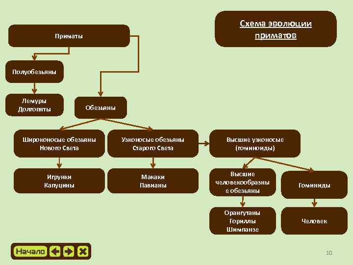 Эволюция приматов схема 9 класс