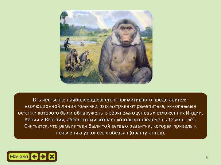 В качестве же наиболее древнего и примитивного представителя эволюционной линии гоминид рассматривают рамапитека, ископаемые