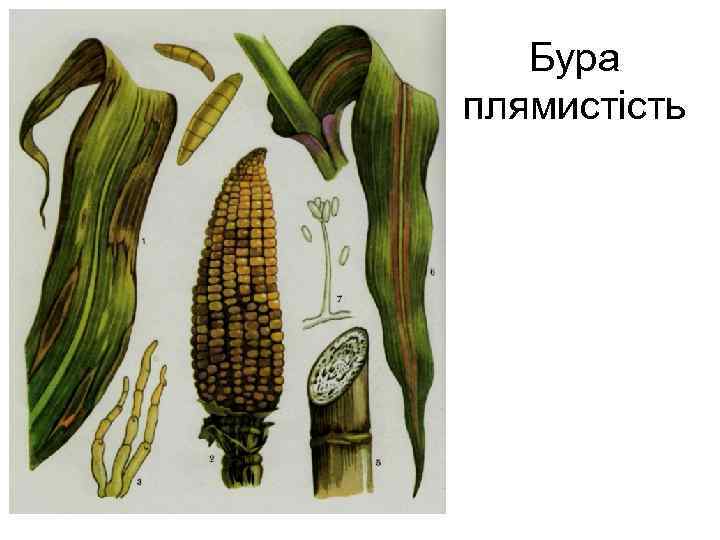 Бура плямистість 