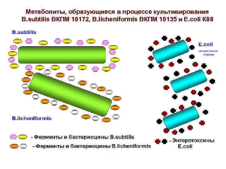 Метаболиты, образующиеся в процессе культивирования B. subtilis ВКПМ 10172, B. licheniformis ВКПМ 10135 и