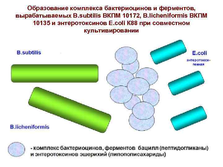 Образование комплекса бактериоцинов и ферментов, вырабатываемых B. subtilis ВКПМ 10172, B. licheniformis ВКПМ 10135