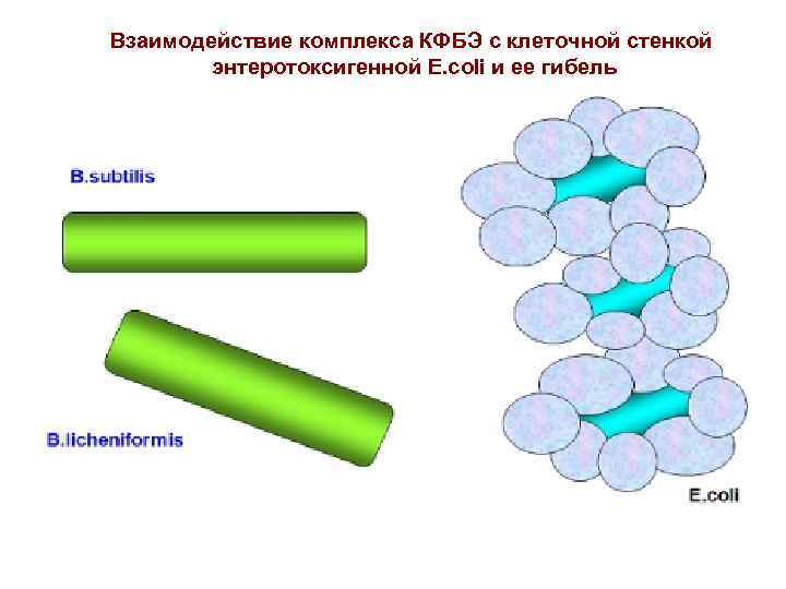 Взаимодействие комплекса КФБЭ с клеточной стенкой энтеротоксигенной E. coli и ее гибель 