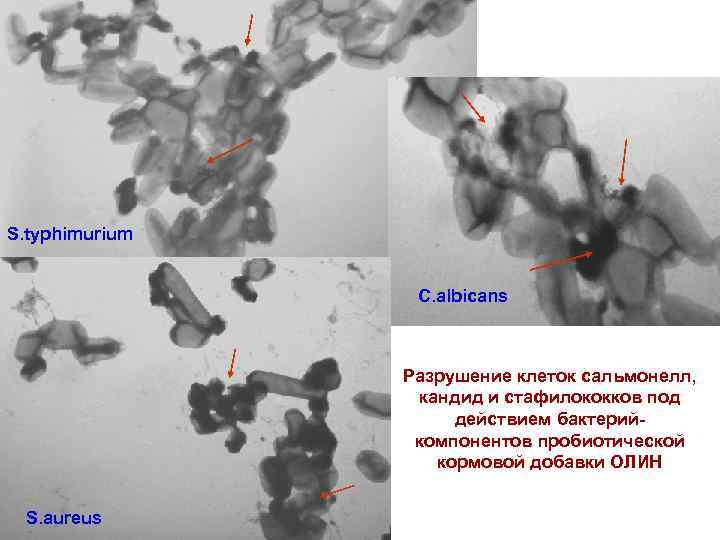 S. typhimurium C. albicans Разрушение клеток сальмонелл, кандид и стафилококков под действием бактерийкомпонентов пробиотической