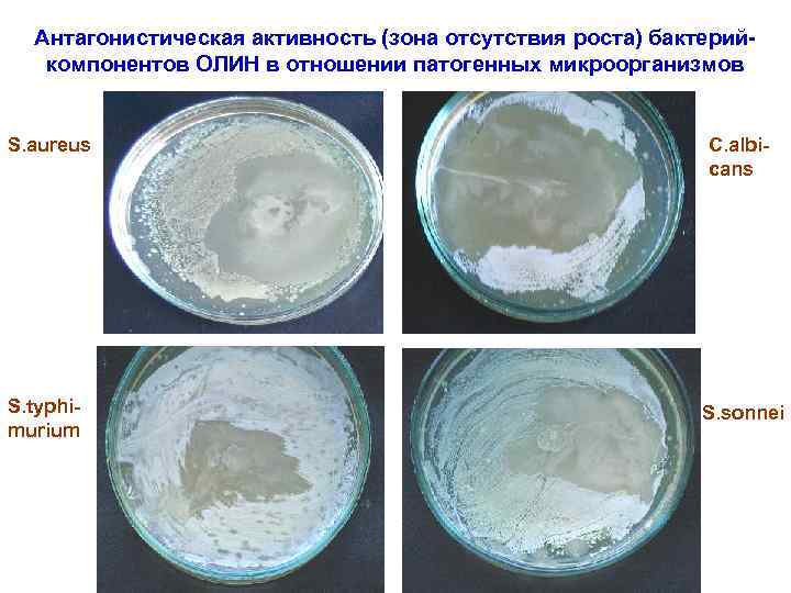 Антагонистическая активность (зона отсутствия роста) бактерийкомпонентов ОЛИН в отношении патогенных микроорганизмов S. aureus C.
