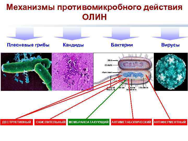 Механизмы противомикробного действия ОЛИН Плесневые грибы ДЕСТРУКТИВНЫЙ Кандиды ОКИСЛИТЕЛЬНЫЙ Бактерии Вирусы МЕМБРАНОАТАКУЮЩИЙ АНТИМЕТАБОЛИЧЕСКИЙ АНТИФЕРМЕНТНЫЙ