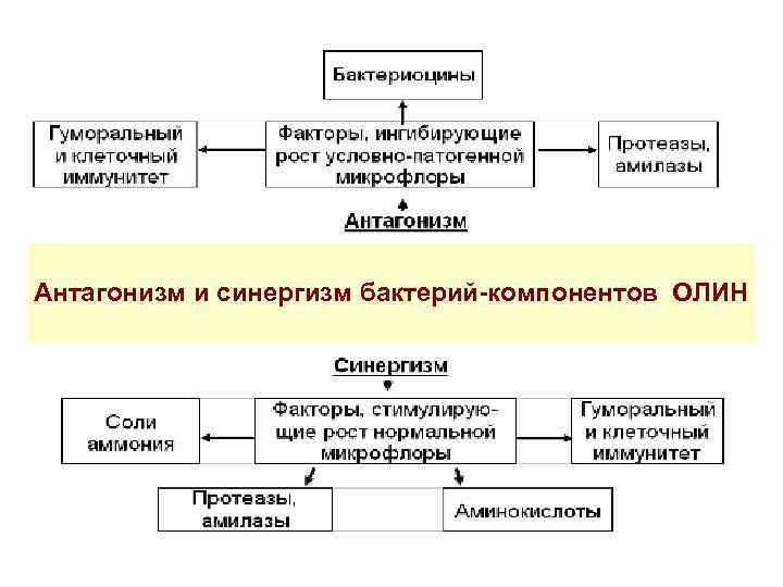 Антагонизм и синергизм бактерий-компонентов ОЛИН 