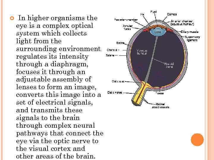 In higher organisms the eye is a complex optical system which collects light