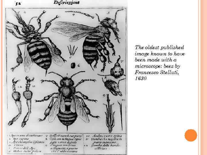 The oldest published image known to have been made with a microscope: bees by