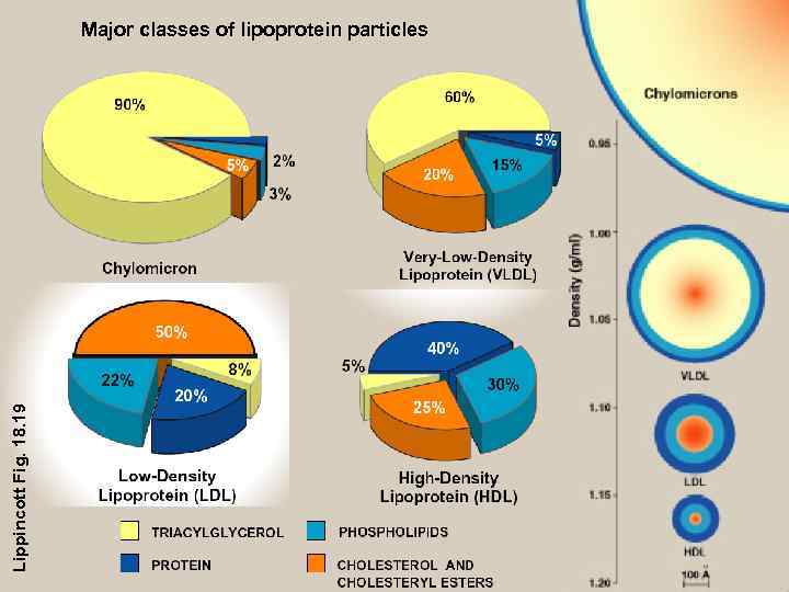 Lippincott Fig. 18. 19 Major classes of lipoprotein particles 