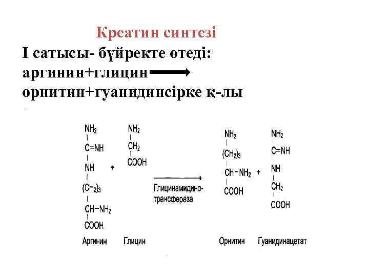 Креатин синтезі І сатысы- бүйректе өтеді: аргинин+глицин орнитин+гуанидинсірке қ-лы 