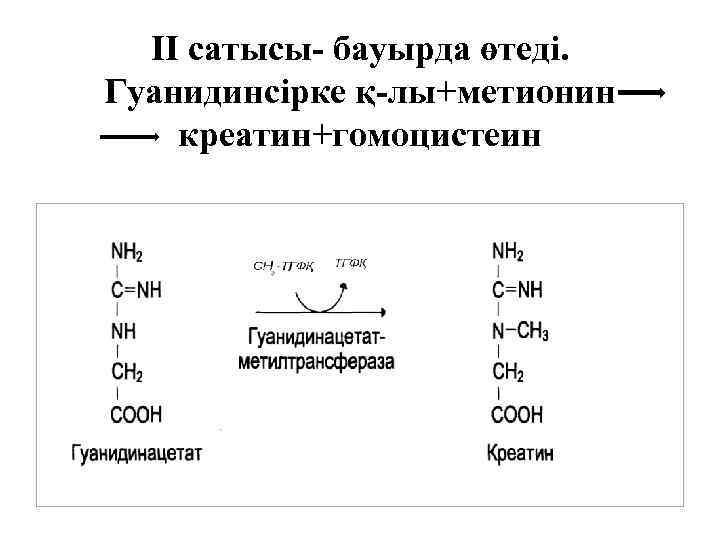 ІІ сатысы- бауырда өтеді. Гуанидинсірке қ-лы+метионин креатин+гомоцистеин 