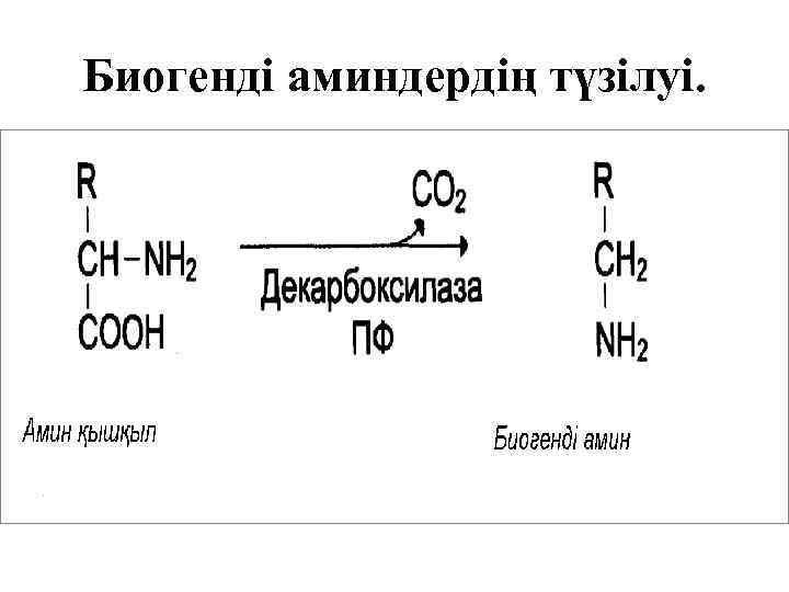 Белоктардың алмасуы презентация