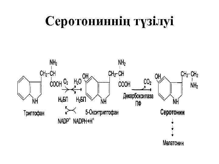 Серотониннің түзілуі 
