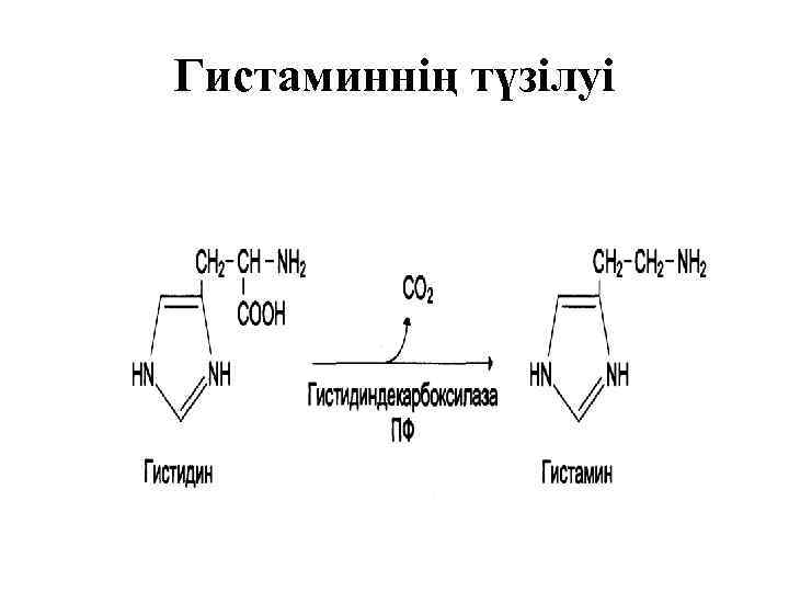 Белоктардың алмасуы презентация