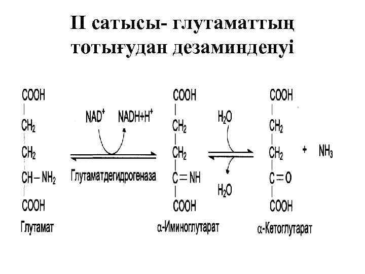 ІІ сатысы- глутаматтың тотығудан дезаминденуі 