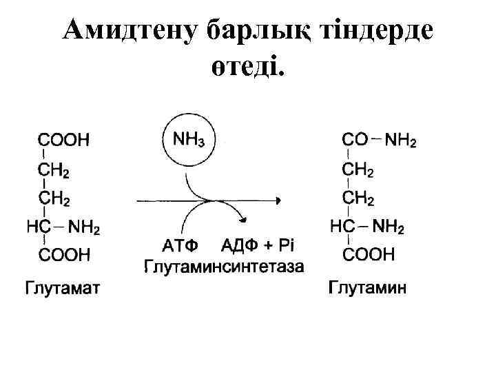 Амидтену барлық тіндерде өтеді. 